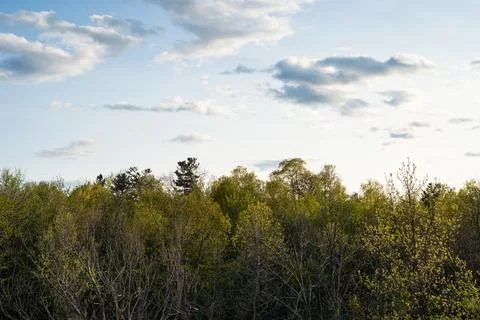 View of tree tops in forest during sunset, during spring, ottawa, ontario Stock Photos