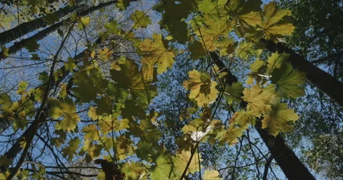 View on tree tops from the ground. crones Stock Footage 56079955
