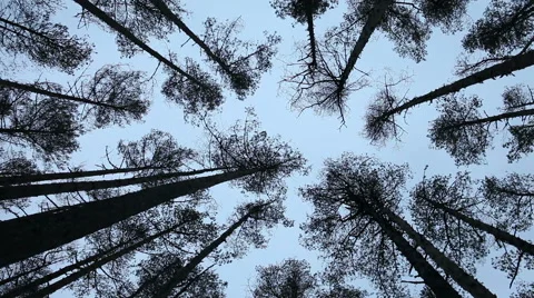 View on tree tops from the ground Stock Footage 45287483