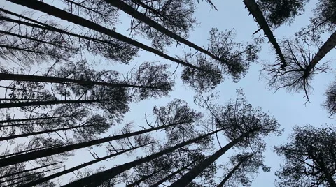 View on tree tops from the ground Stock Footage 45287591