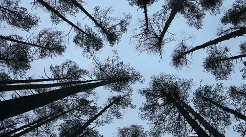 View on tree tops from the ground Stock Footage 45287618