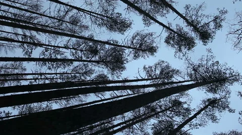 View on tree tops from the ground Stock Footage 45287646