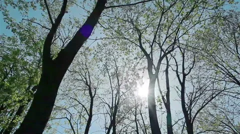 A view on tree tops. Spring time Stock Footage 49115410