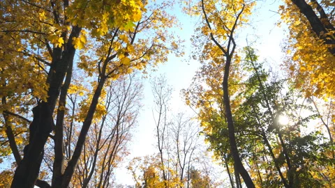 View to tree tops with yellow maple leaves and sky at background. Foliage Stock Footage 300163450