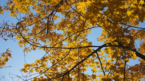 View to tree tops with yellow maple leaves in autumn forest at sunny day. Warm Stockbeeldmateriaal 335136969