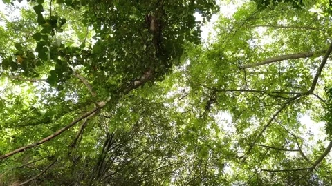 View of tree trunk and branches from below with sunlight filtering Stock Footage 307735045