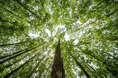 The view is of a tree trunk covered in lush green leaves Stock Photos