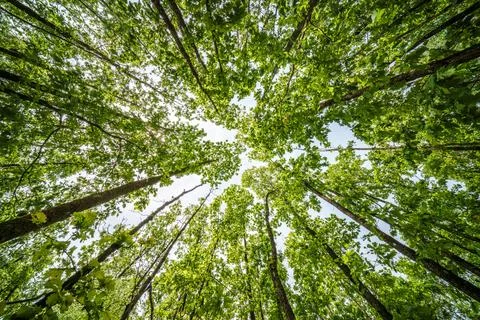 The view is of a tree trunk covered in lush green leaves Stock Photos