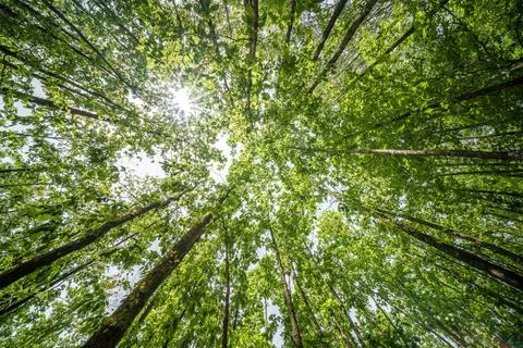 The view is of a tree trunk covered in lush green leaves Stock Photos