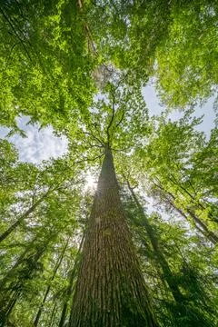 The view is of a tree trunk covered in lush green leaves Foto stock