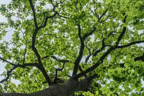 The view is of a tree trunk covered in lush green leaves Stock Photos