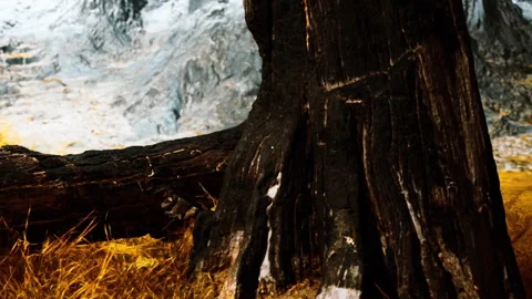 View of a tree trunk with rough texture and surrounding landscape in autumn Stock Footage 339499233