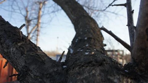 View from the tree trunk, tree bark, Stock Photos