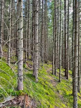 View of tree trunks in an alpine forest on a mountainside Foto stock