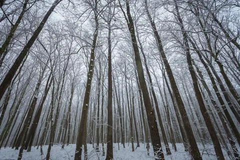 View of tree trunks and crowns in dense winter woodland Stock Photos