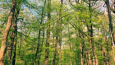 View of tree trunks with branches and bright green leaves on a sunny spring day Stock Footage 301990832