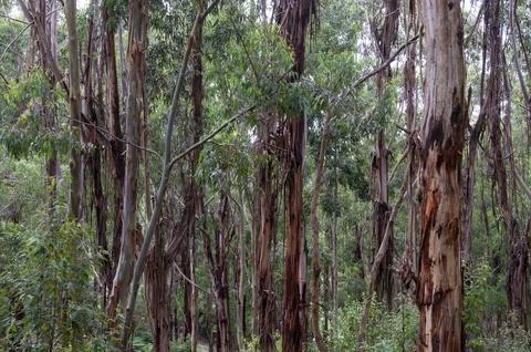 View of tree trunks in eucalypt forest on a damp day Stock Photos