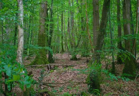 View on tree trunks in inside of at old forest Stock Photos