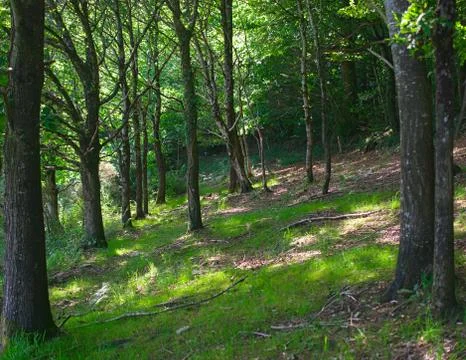 View on tree trunks in inside of at old forest Stock Photos