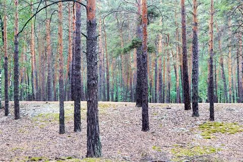 View of tree trunks in a pine forest Stock Photos
