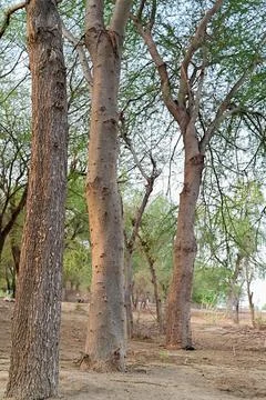 View of tree trunks in a single row in the forest Stock Photos