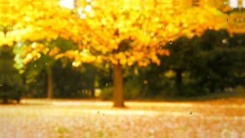 View of the tree from the window. Falling leaves. Autumn. Stock Footage 138224106