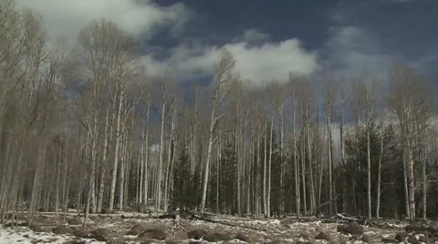 View of Treeline During the Winter; Cloudy Sky in the Background Video stock 19010388