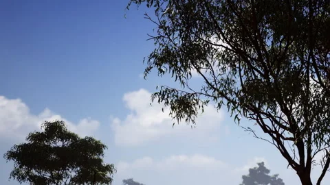 View of trees against a clear sky with clouds in the background Stock Footage 345046619