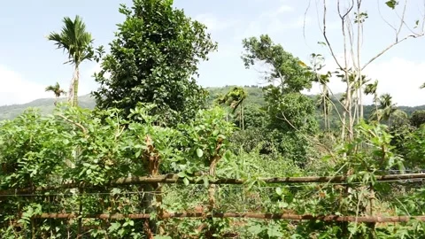 View of trees and and plants in Kerala 動画素材 156969553