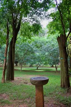 View of the trees and a bird bath bowl in a park Stock Photos