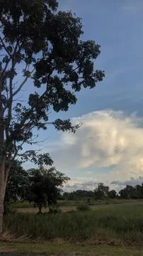 View of trees and clouds 库存照片