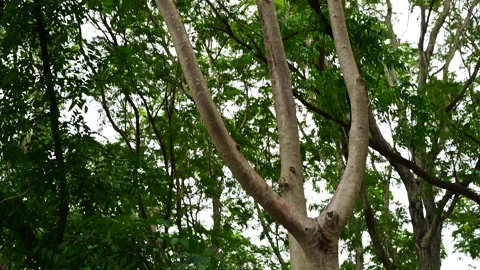 View of trees and down to a stack of a woodpile in the countryside. Stock Footage 155665261