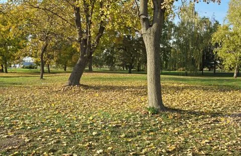 View at trees and fallen leaves in park at early autumn Stock Photos