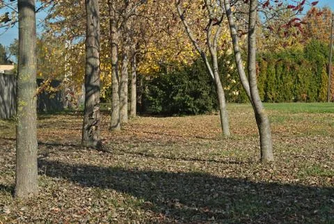 View at trees and fallen leaves in park at autumn Stock Photos