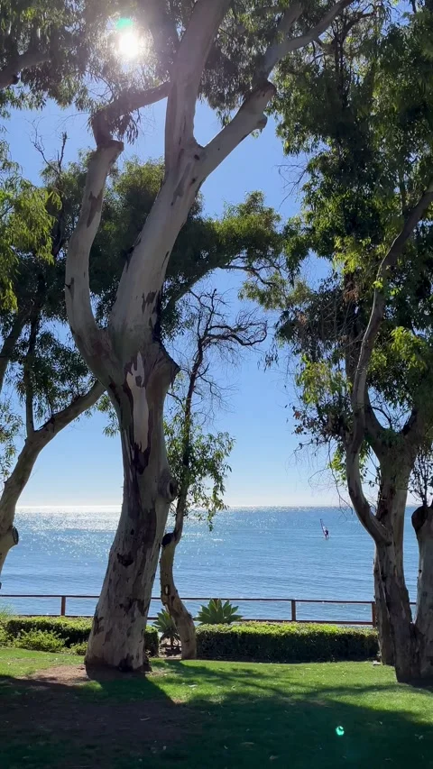 View of trees and green grass on the coast of Estepona Stock Footage 344412772