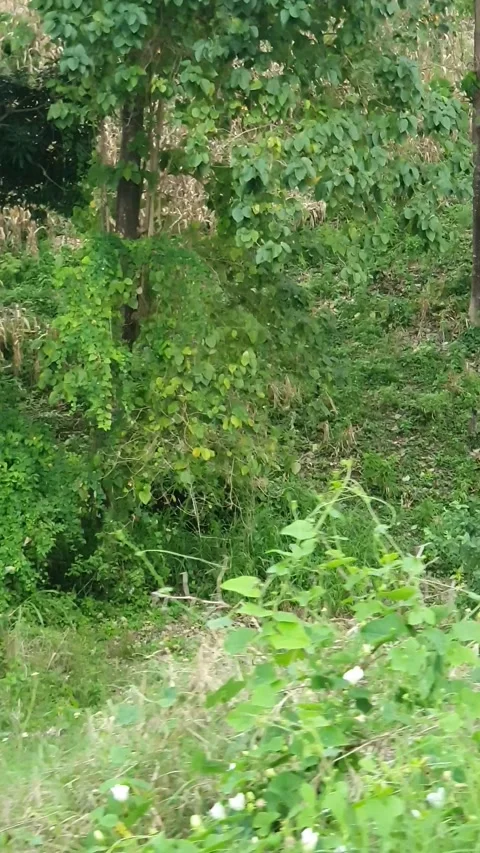 View of trees and green leaves 库存影片 312887399