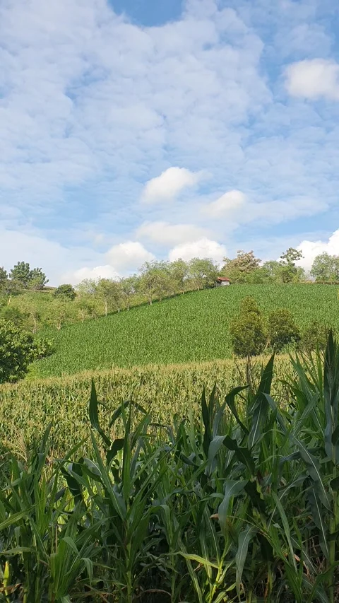 View of trees and green leaves in the morning Video stock 312967915