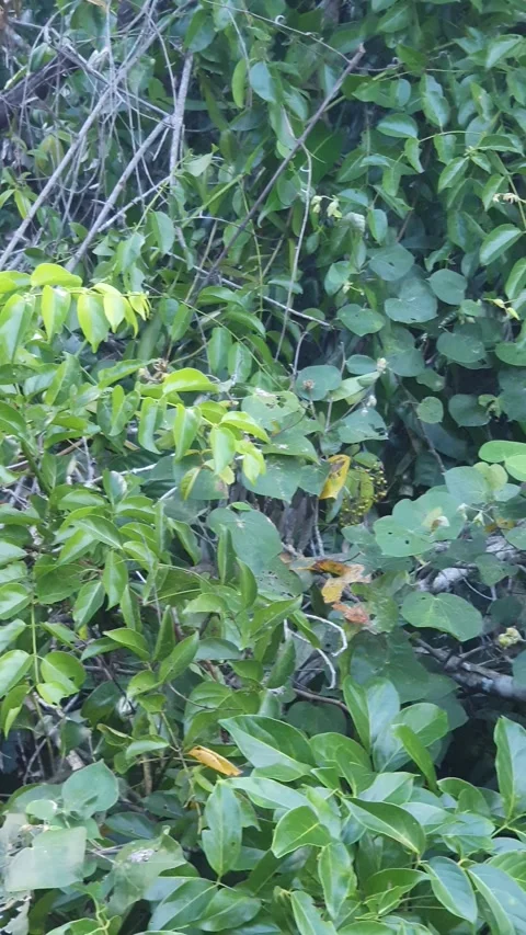 View of trees and green leaves of various shapes in West Kalimantan Vidéo 337441328