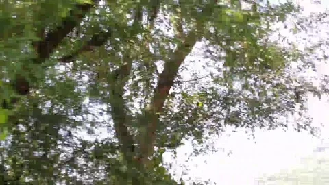 A View of trees and hills. Stock Footage 141807234