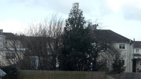 A View of Trees and Houses While it Snows Stock-Footage 86555728