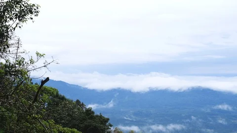 View of trees and its surroundings in a rain forest, India Vídeo Stock 118435672