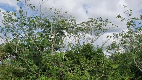 View of trees and leaves with a background of clouds and blue sky Видео 335360019
