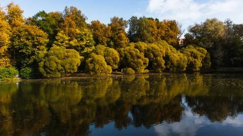 View of trees and mirror of the forest pond in the city park in autumn Stock Photos