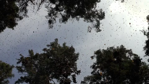 VIEW OF THE TREES AND MONARCH BUTTERFLIES AT ANGANGUEO MICHOACÁN Stock Footage 301301515