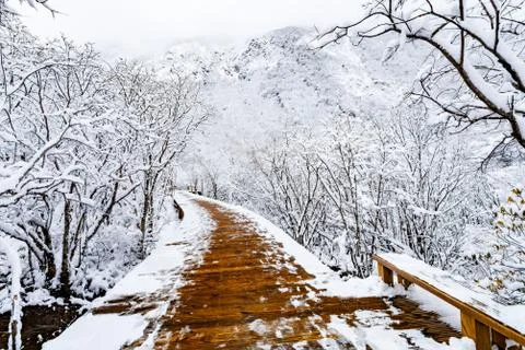 View of trees and mountain white with snow in Huanglong in winter Stock Photos