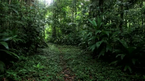 View of trees and plants in rainforest Stock Footage 48745172