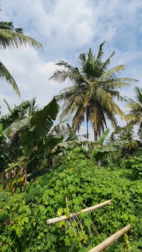 View of trees and rice fields Stock Footage 312750900