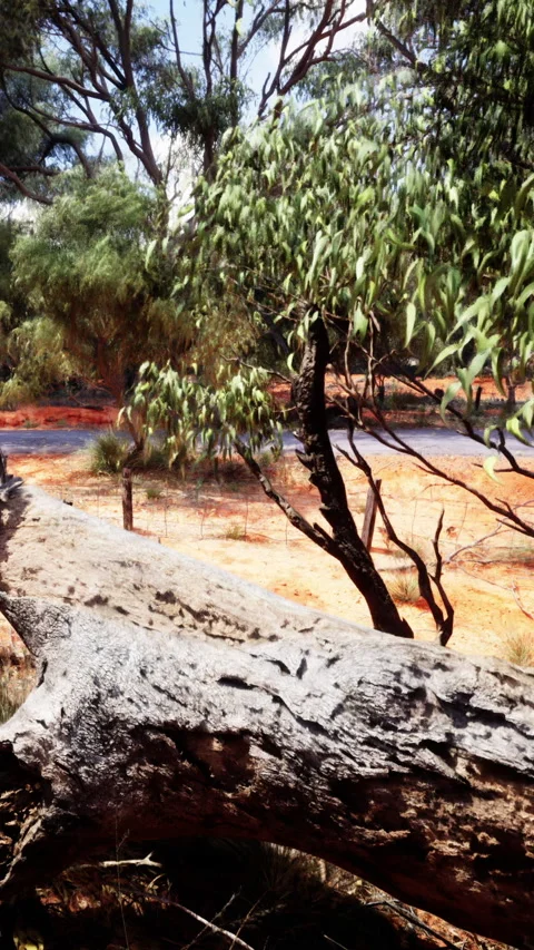 A view of trees and a river in the Australian outback during daytime Vídeos de archivo 337975686