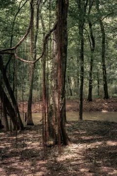 View of trees and river in deep forest 스톡 사진