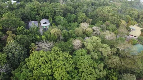 View of Trees and Sea Stock Footage 267922902
